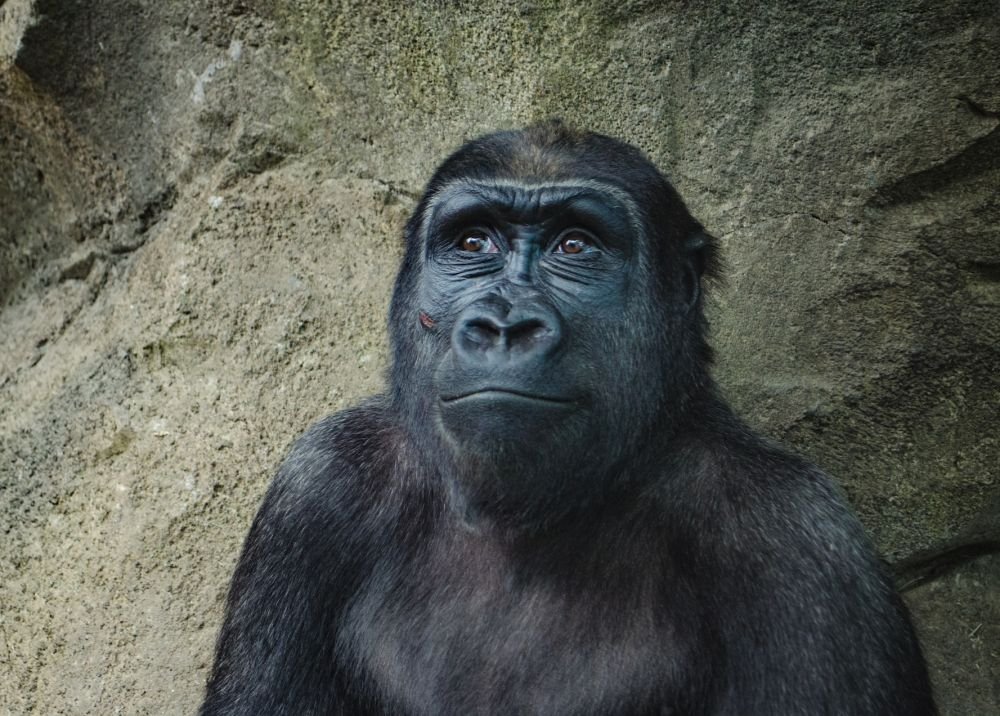 Не только люди хандрят на самоизоляции