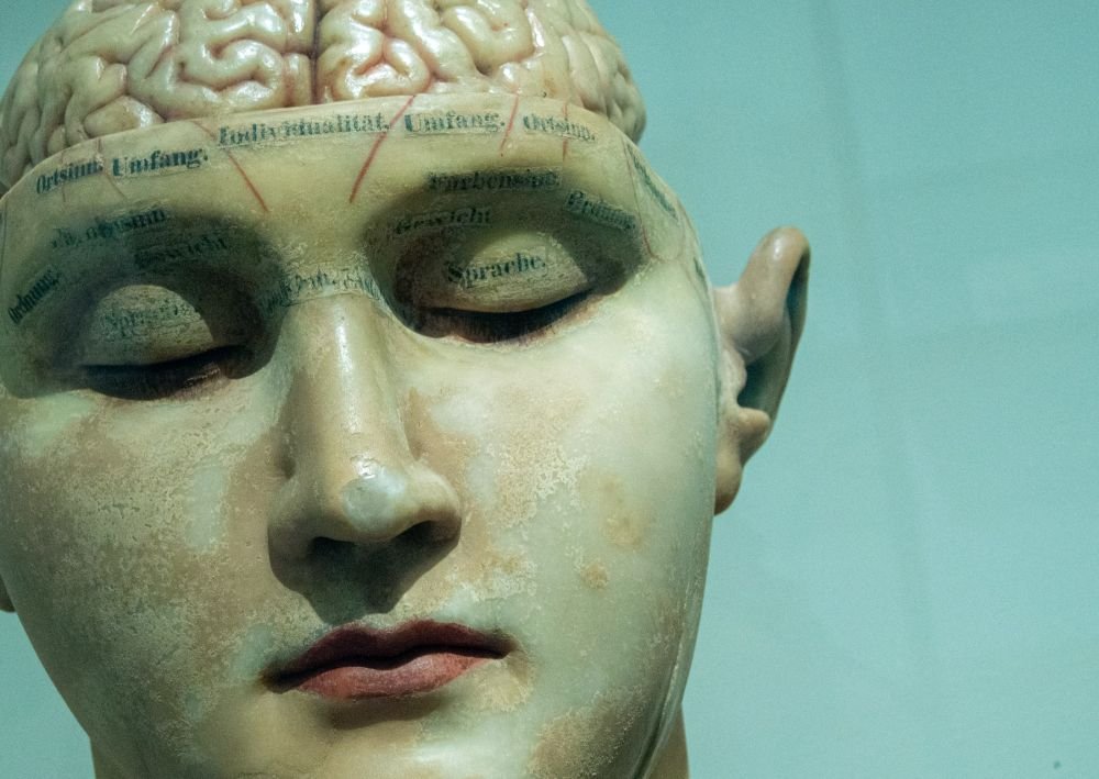 Почему мозг человека асимметричен