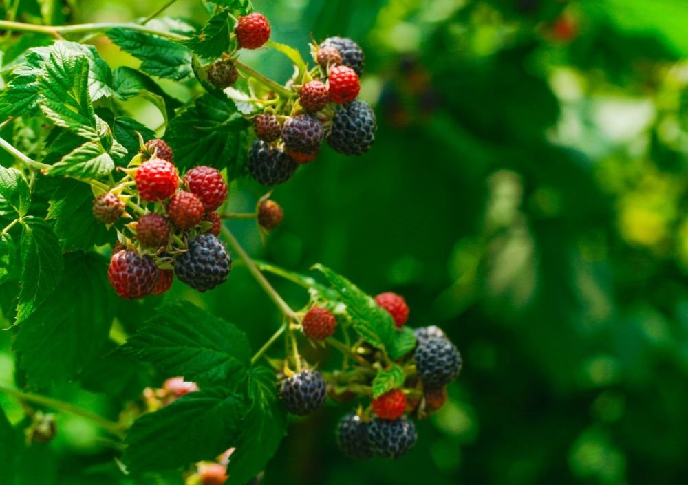 Названа лучшая ягода против рака кишечника