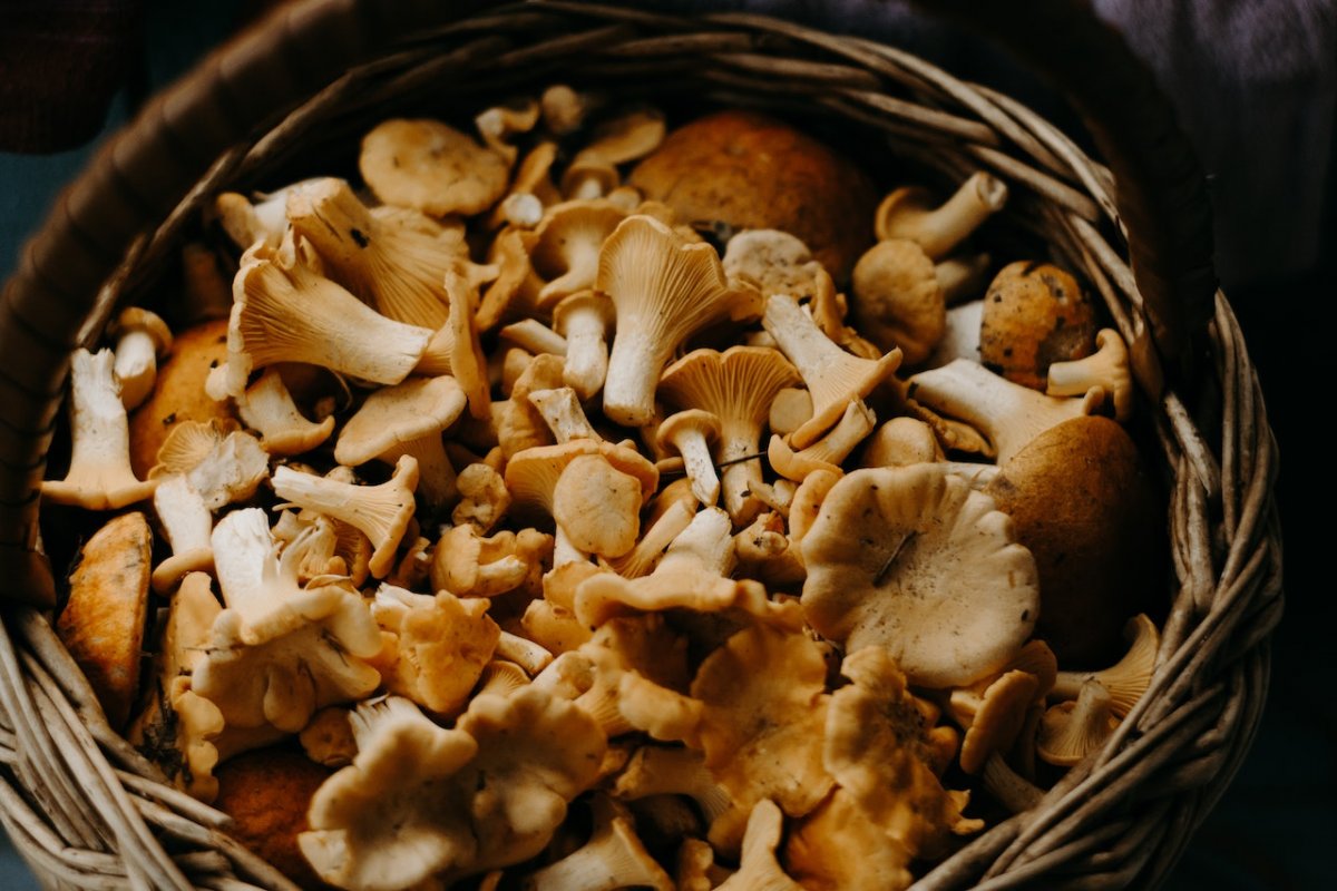 Нутрициолог Строков: грибы обеспечивают 100% ежедневной потребности в витамине D