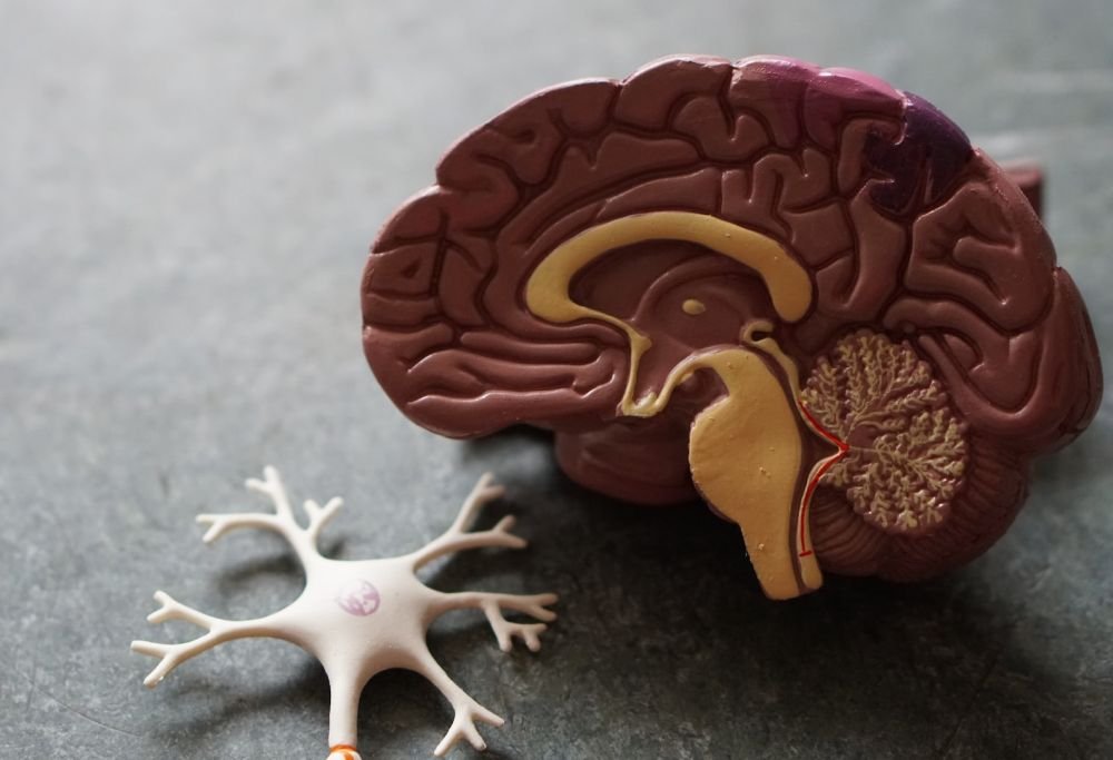 Создан гибридный мозг человека и крысы