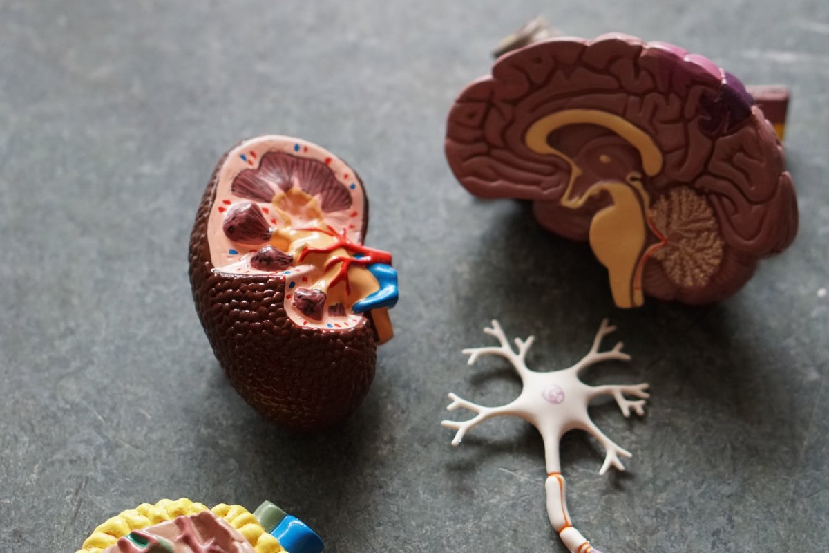 Невролог Алехина назвала ранние признаки деменции, которые нельзя игнорировать