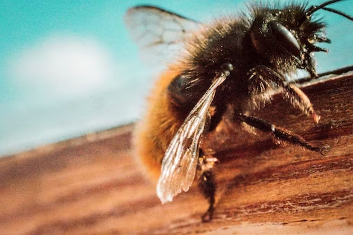 Врач Михеева рассказала об оказании первой помощи при укусе осы или пчелы