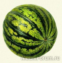 Учеными открыты новые полезные свойства арбуза